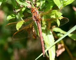 Attēlu rezultāti vaicājumam “Aeshna grandis”
