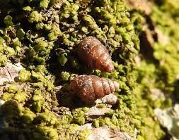 Attēlu rezultāti vaicājumam “Ena obscura”