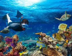 Image result for Scuba Fun