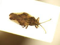 Attēlu rezultāti vaicājumam “Physatocheila smreczynskii”