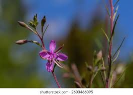Attēlu rezultāti vaicājumam “Epilobium angustifolium bud”
