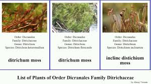 Attēlu rezultāti vaicājumam “Dicranales”