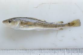 Image result for Microgadus tomcod