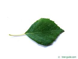Attēlu rezultāti vaicājumam “Betula humilis leaf”