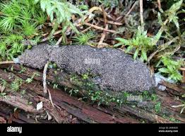 Attēlu rezultāti vaicājumam “Siphoptychium violaceum”