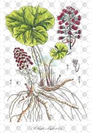 Attēlu rezultāti vaicājumam “Petasites hybridus leaf”