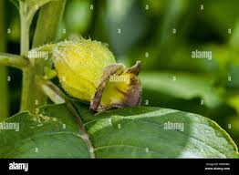 Attēlu rezultāti vaicājumam “Scopolia carniolica flower”