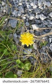 Attēlu rezultāti vaicājumam “Leontodon autumnalis”