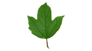 Attēlu rezultāti vaicājumam “Viburnum opulus leaf”