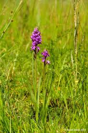 Attēlu rezultāti vaicājumam “Dactylorhiza ochroleuca”