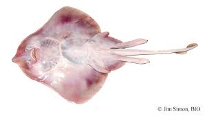 Image result for Leucoraja erinaceus