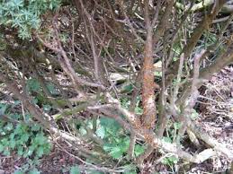 Attēlu rezultāti vaicājumam “Gymnosporangium cornutum”