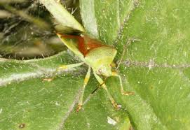 Attēlu rezultāti vaicājumam “Elasmostethus interstinctus”