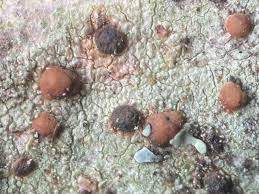 Attēlu rezultāti vaicājumam “Lecidella elaeochroma”