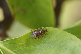 Attēlu rezultāti vaicājumam “Drepanosiphum platanoidis exuvia”