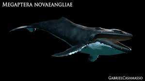 Image result for Megaptera novaeangliae