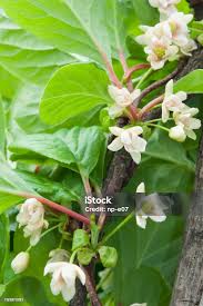Attēlu rezultāti vaicājumam “Schisandra chinensis flower”