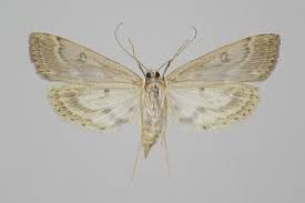 Attēlu rezultāti vaicājumam “Parapoynx stratiotata female”