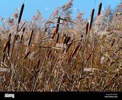 Attēlu rezultāti vaicājumam “Phragmites communis fruit”