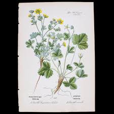 Attēlu rezultāti vaicājumam “Potentilla erecta fruit”