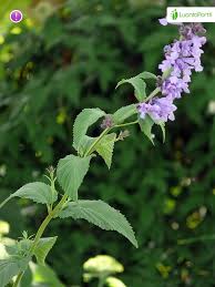 Attēlu rezultāti vaicājumam “Dracocephalum ruyschiana fruit”