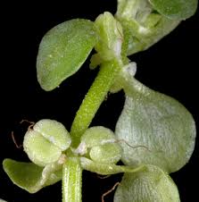 Attēlu rezultāti vaicājumam “Callitriche hermaphroditica leaf”