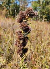 Attēlu rezultāti vaicājumam “Lophozia capitata”