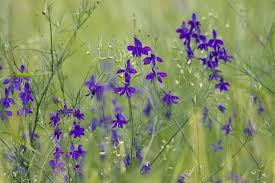 Image result for Delphinium consolida