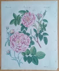 Attēlu rezultāti vaicājumam “Rosa majalis”