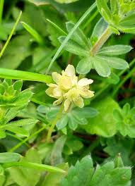Attēlu rezultāti vaicājumam “Adoxa moschatellina flower”