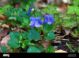 Attēlu rezultāti vaicājumam “Viola palustris”