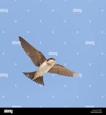 Attēlu rezultāti vaicājumam “Delichon urbicum juvenile”