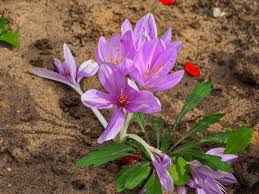 Attēlu rezultāti vaicājumam “Colchicaceae”