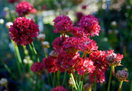 Attēlu rezultāti vaicājumam “Armeria vulgaris bud”