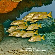 Image result for Lutjanus apodus