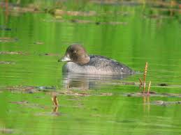 Attēlu rezultāti vaicājumam “Bucephala clangula juvenile”