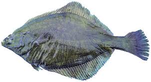 Image result for Liopsetta glacialis