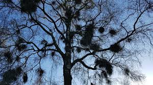 Attēlu rezultāti vaicājumam “Taphrina betulina”