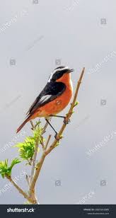 Image result for Phoenicurus moussieri