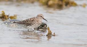 Attēlu rezultāti vaicājumam “Choerades sp.”