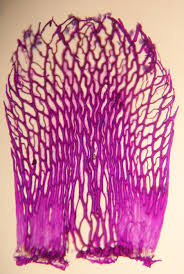 Attēlu rezultāti vaicājumam “Sphagnum fimbriatum”