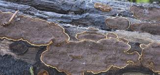 Attēlu rezultāti vaicājumam “Hymenochaete rubiginosa”