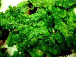 Attēlu rezultāti vaicājumam “Jungermannia subulata”