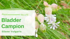 Attēlu rezultāti vaicājumam “Silene vulgaris bud”