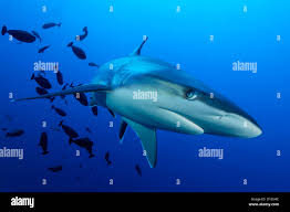 Image result for Carcharhinus albimarginatus