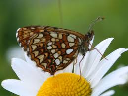 Attēlu rezultāti vaicājumam “Melitaea diamina”
