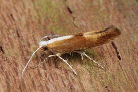 Attēlu rezultāti vaicājumam “Argyresthia albistria”