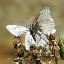 Attēlu rezultāti vaicājumam “Aporia crataegi female”