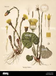 Attēlu rezultāti vaicājumam “Tussilago farfara leaf”