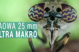 Attēlu rezultāti vaicājumam “Didymium melanospermum macro”